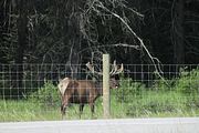 09 - Bow Lake  - IMG_0866